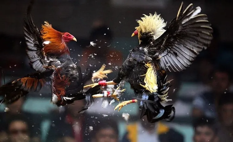 Cách Chơi Đá Gà Sabong Tại VT999 Săn Thưởng Siêu Khủng