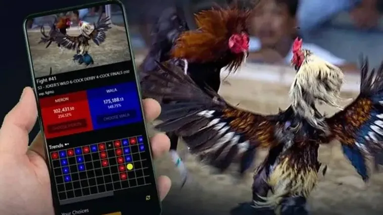 Khám Phá Trường Đấu Kịch Tính Và Sôi Động Cùng Đá Gà VT999